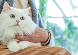 Companion pets for the elderly: Cats